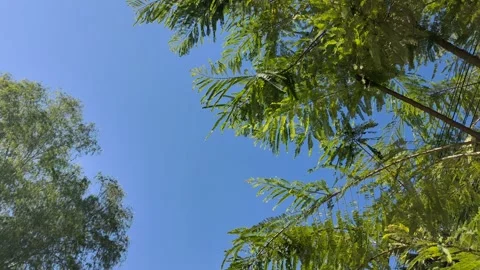 Blue sky through leaves  Video stock 252885554