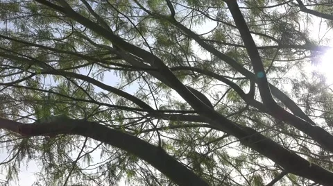 Blue Sky Through Palo Verde Tree Branches Stock Footage 59934776