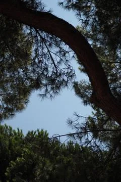 Blue sky through pine tree branches Foto stock