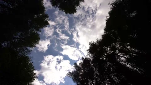 Blue sky through the silhouettes of forest branches Video stock 143899173
