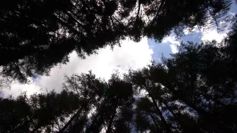 Blue sky through the silhouettes of forest branches Stock Footage 143899200