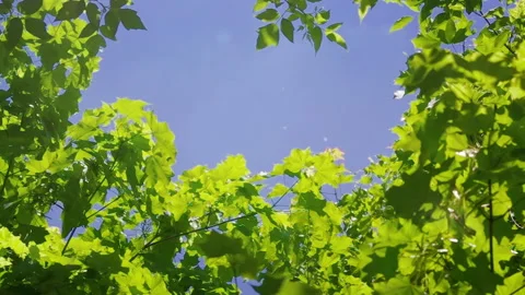 Blue Sky through Summer Forest Stock Footage 93674077