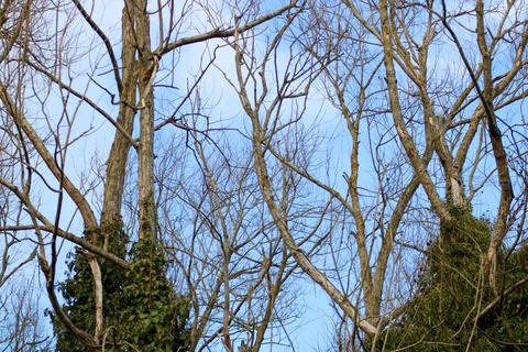 Blue sky through the tree branches Stock Photos