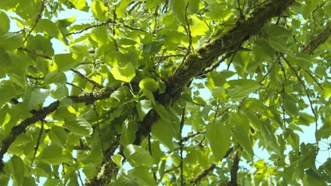 Blue Sky through Tree Leaves – Washington Park Arboretum, 6k Cinematic Stock Footage 312183061