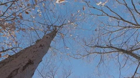 Blue Sky Through the Tree Tops Vídeo Stock 235221290