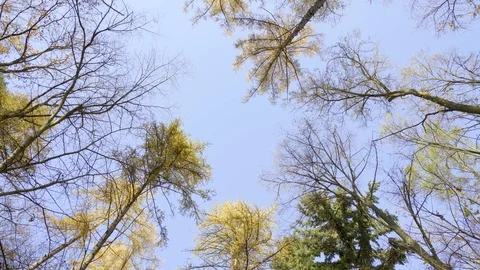 Blue sky through trees. Stock Footage 98931047