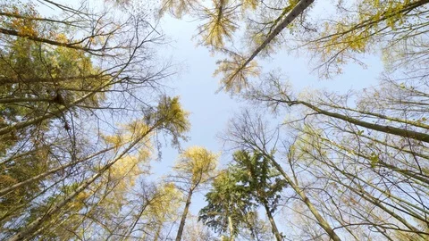 Blue sky through trees. Stock Footage 98931115