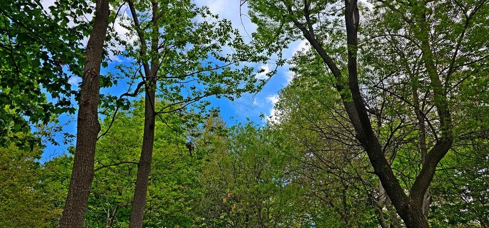Blue sky through the trees, green leaves, foliage Foto stock