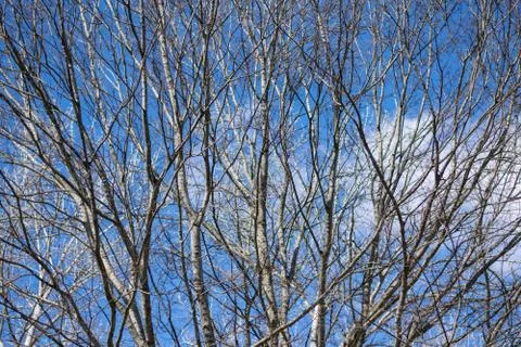 Blue Sky through the trees Stock Photos