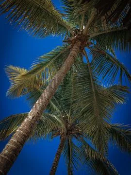 Blue Sky through the Trees Foto stock
