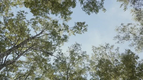 Blue sky through treetops Stock Footage 102128667