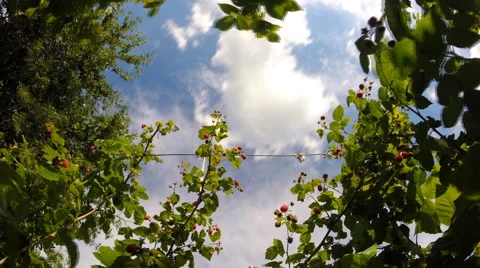 Blue Sky Time Lapse through the Berries Bush Vídeos de archivo 46307190