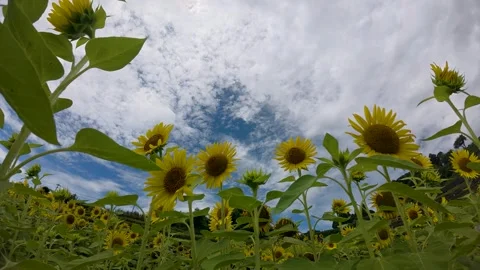 Blue Sky Timelapse Over Japan with Fast Moving Clouds Stock Footage 336844851