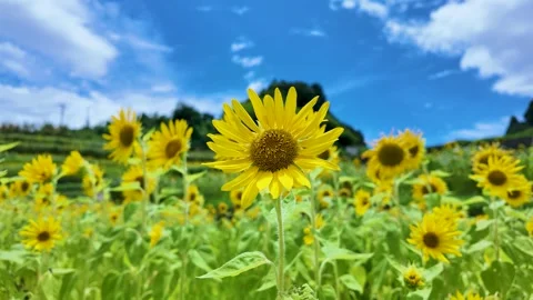 Blue Sky Timelapse Over Japan with Fast Moving Clouds Stock Footage 336847481