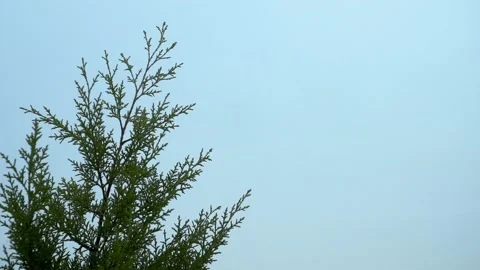 Blue Sky Titles Stock Footage 142371433