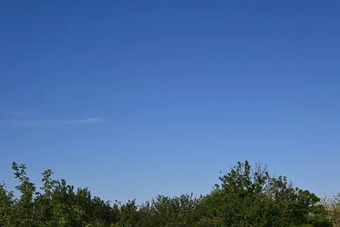 Blue sky with tree branches background Фото