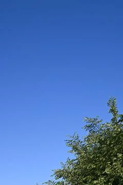 Blue sky with tree branches background Fotos Stock