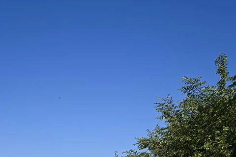 Blue sky with tree branches background Stock Photos