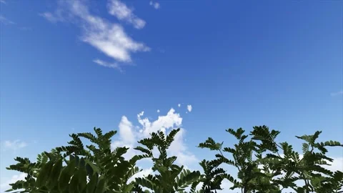 Blue Sky With Tree Branches Nature Background Stock Footage 346442632