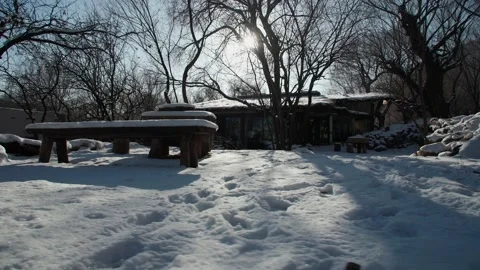 Blue sky tree branches snow - garden snow scene Video stock 233589988