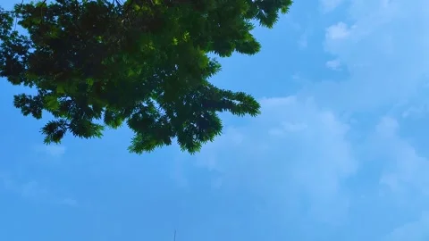 Blue sky with tree canvas Stock Footage 321085058