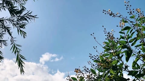 Blue Sky, Tree Framing, Flower Bush, Nature, Scenic View, Landscape, Stock Footage 263155080
