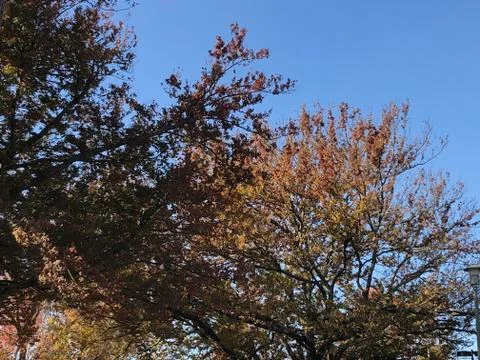 Blue Sky Tree Stock Photos