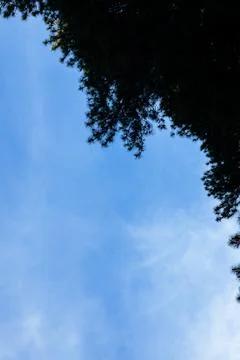 Blue Sky With Tree Silhouette Stock-Fotos