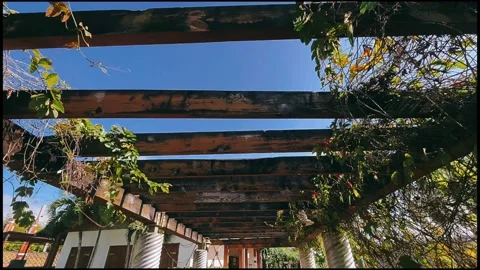 Blue sky, tree, sky, nature, plant, spring, leaf, leaves, blue, flower, Stock Footage 238399327