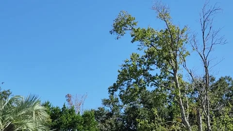 Blue Sky Tree Tops Stock Footage 224693655