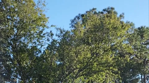 Blue Sky Tree Tops Stock Footage 224700040
