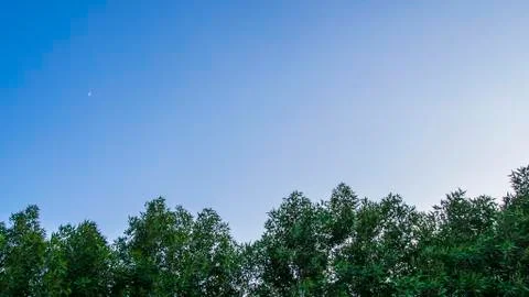 Blue sky &amp; trees - can be used as a background / wallpaper 스톡 사진