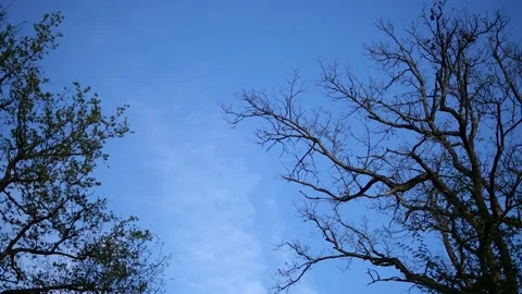 Blue sky with trees Video stock 132348876