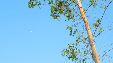 Blue sky with trees moving with the wind blowing in summer. Stock Footage 86407776