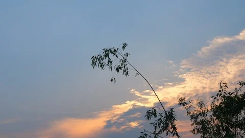 Blue sky with trees moving with the wind blowing in summer at sunset Stock Footage 86408675