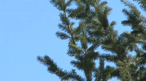 Blue Sky Treetop Video stock 612461