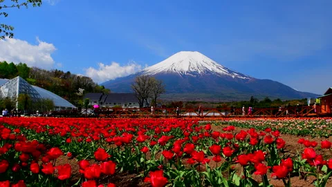 Blue Sky, Tulip Fields, Mount Fuji, and Tourists Видео 330668097