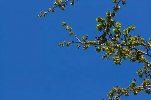 Blue Sky Twigs Stock Photos