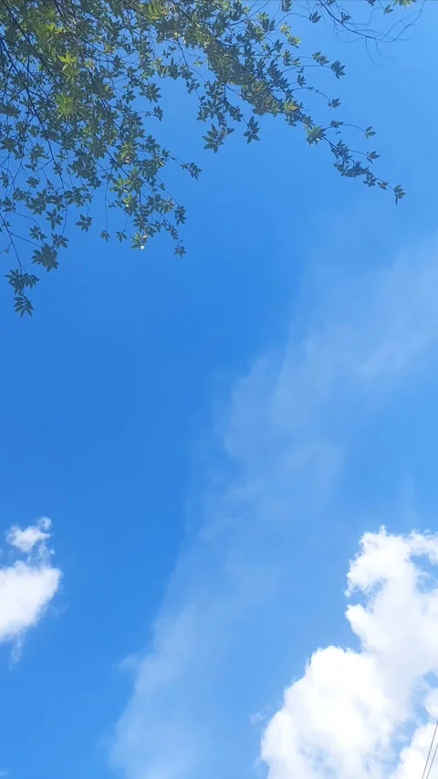 Blue Sky with Twigs, Vertical View Video stock 307755977