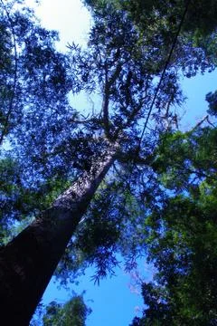 Blue Sky under the Trees Stock Photos