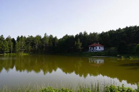 Blue sky view between lake and pine tree view Stock Photos