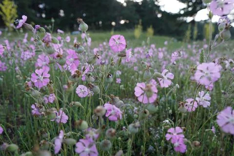 Blue sky view with pine trees among transplant flowers Stock Photos