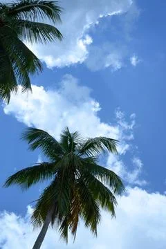 Blue sky view through palms tree down view Stock Photos