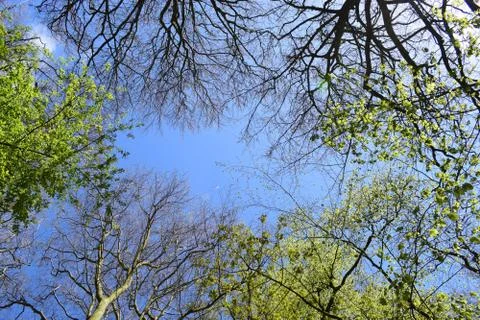 Blue sky view through thee brunches in spring Stock Photos