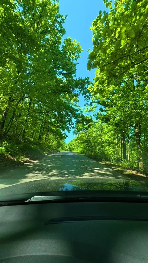 Blue sky visible above leafy green foliage. Gradac River, Serbia. Vertical Видео 334679880