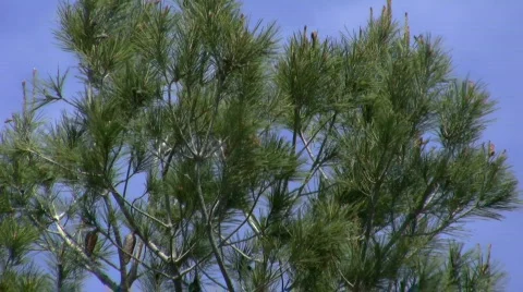 Blue sky with waving tree Vídeos de archivo 751173