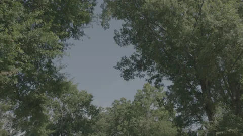 A blue sky as we move through trees Stock Footage 149143659