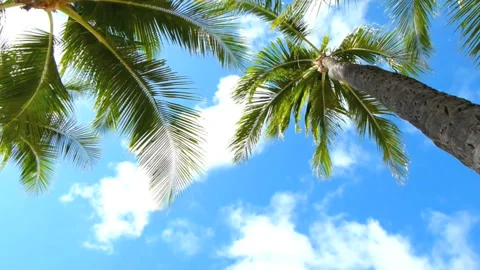 Blue Sky, White Clouds, and Palm Leaves Vídeos de archivo 330607468