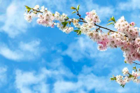 Blue sky with white clouds and a branch of blossoming sakura. Delicate pink f Stock Photos