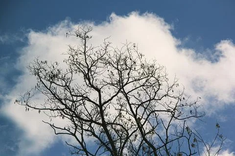 Blue sky, white clouds and silhouetted tree branches Foto stock